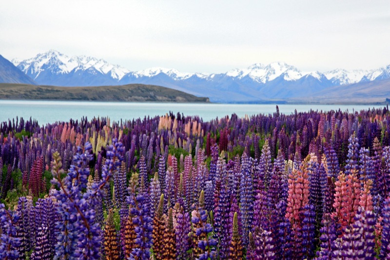 Lupins beside Lake Tekapo with the Southern Alps behind, on the Christchurch to Queenstown route