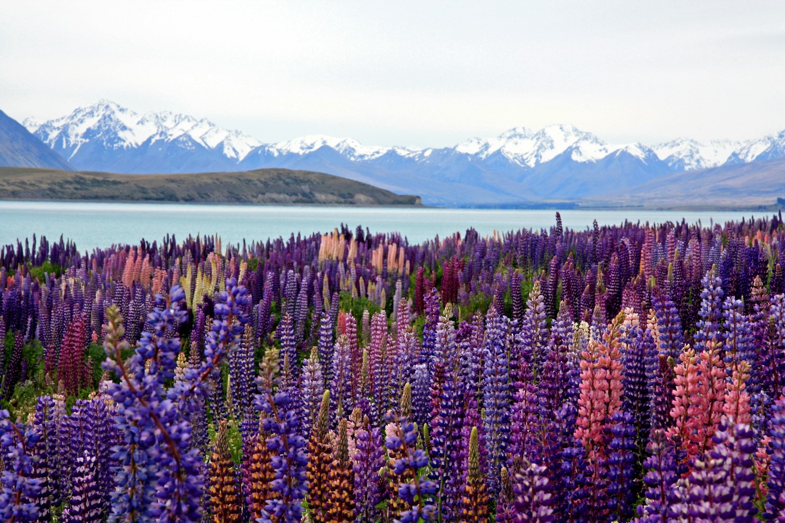 Lupins flowering beside the turquoise water of Lake Tekapo with the snow-capped Southern Alps behind, on the State Highway 8 route from Christchurch to Queenstown