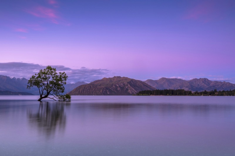 That Wānaka Tree in Lake Wānaka at dusk with the Southern Alps behind