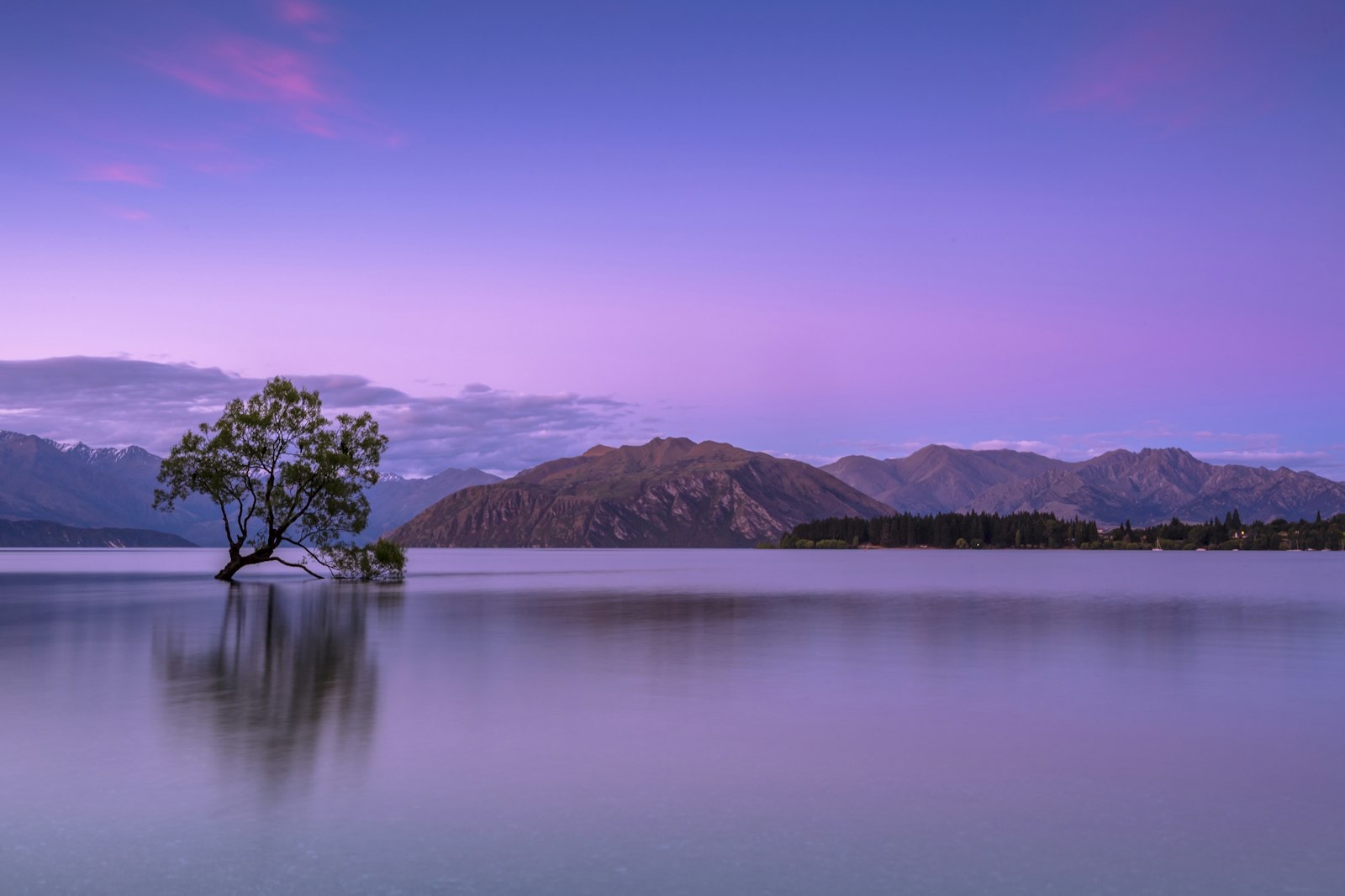 The lone 'That Wānaka Tree' standing in Lake Wānaka at dusk with the Southern Alps behind — the end of the drive south from Picton